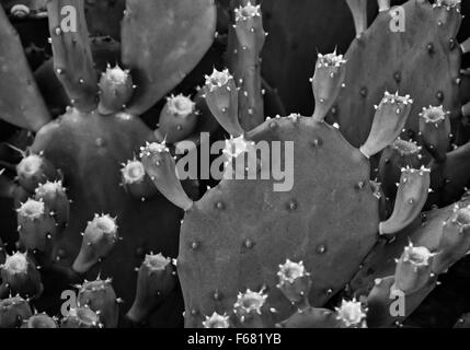 Closeup of a mediterranean cactus in black and white colors Stock Photo