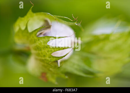 cotton flower Stock Photo