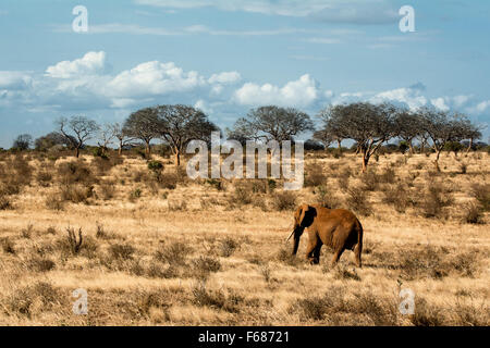 A red elephant from Tsavo East Kenya is walking alone in the African steppe. Stock Photo
