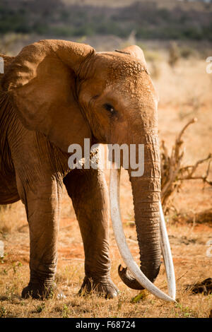 An red elephant of Tsavo East with extreme long tusks in Kenya Africa. Stock Photo