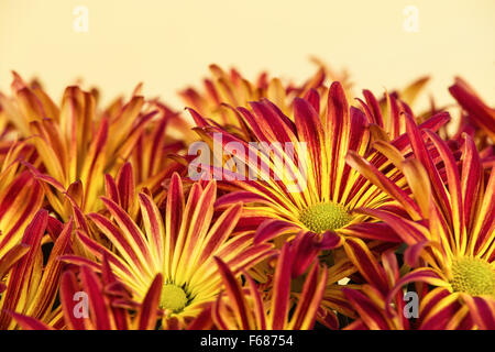 Bright red yellow Mum or Chrysanthemum flowers Stock Photo