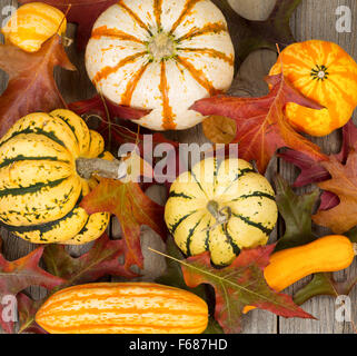 High angled view of autumn still life objects consisting of assorted gourds, pumpkins, and oak leaves on rustic wood. Stock Photo