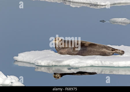Bearded Seal or Square Flipper Seal on an ice floe, Spitsbergen, Norway, Europe /  Erignathus barbatus