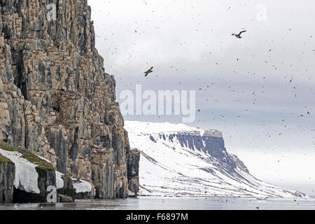 Alkefjellet bird cliffs, inhabited by Thick-billed Murres or Brünnich's Guillemots, Hinlopenstretet, Spitsbergen Island Stock Photo