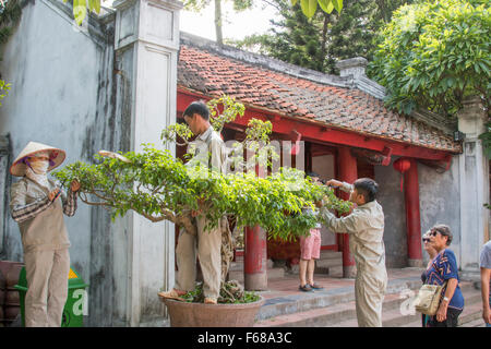 Vietnam, gardeners maintaining and pruning ficus bush at the Temple of Literature in Hanoi Stock Photo