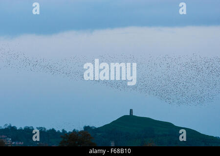 Somerset Levels, UK. 13th November, 2015. Somerset levels, UK. Starling murmuration over Glastonbury Tor. Credit:  Dave Stevenson/Alamy Live News Stock Photo