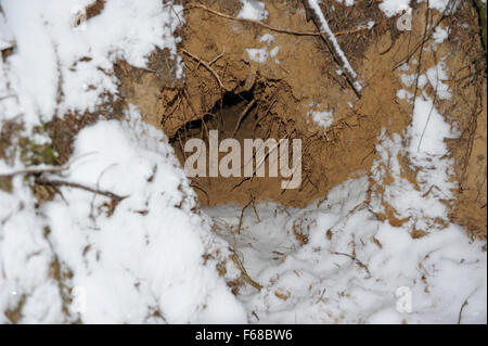 foxhole in the depths of the taiga Stock Photo