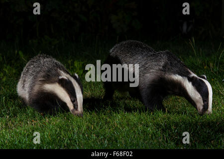 A Pair of Eurasian Badgers (Meles meles) searching for food at night in suburban garden, Hastings, East Sussex, UK Stock Photo