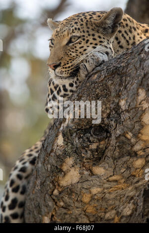 Beautiful female leopard(panthera pardus) resting in tree in afternoon sunlight in Moremi National Park (Khwai), Botswana Stock Photo