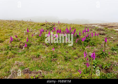 Wild foxgloves at summit of the island with the ruins of Tintagel Castle (English Heritage) on in Cornwall, England, UK Stock Photo