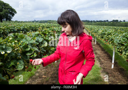 Picking strawberries at Parkside Pick Your Own Farm, Enfield, England, UK Stock Photo