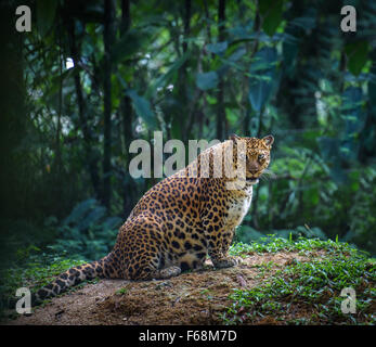 Pregnant jaguar female looks at camera with forest in the background Stock Photo