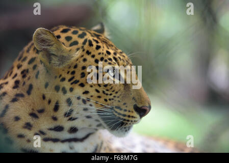 Closeup half face portrait of jaguar, shallow depth of field Stock Photo