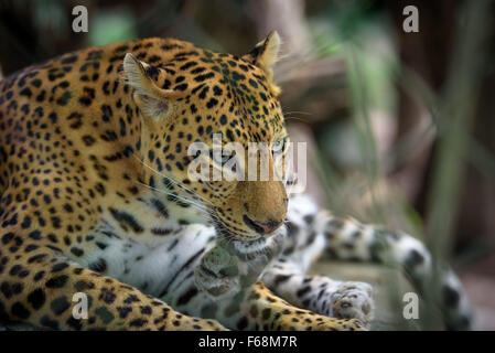 Female jaguar resting, closeup portrait Stock Photo