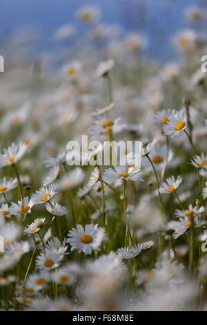 Leucanthemum vulgare ox-eye daisy common roadside wild flower, Monmouthshire, UK Stock Photo