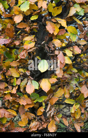 Fagus sylvatica in Autumn. Common Beech hedging. Stock Photo