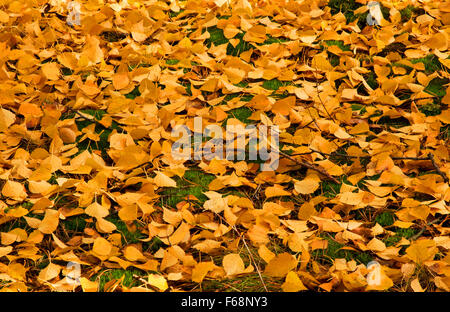Lots of autumn, yellow leafs of birch laying on the ground in October, Polish forest.Horizontal view. Stock Photo