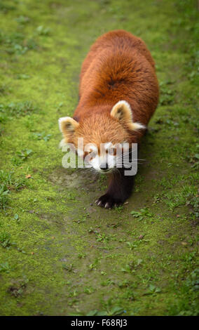 Red panda walking Stock Photo