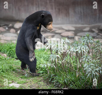 Malayan sun bear standing on hind legs by a bush in surprise Stock Photo