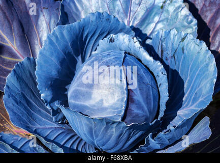 Wonderful red cabbage plant in field Stock Photo