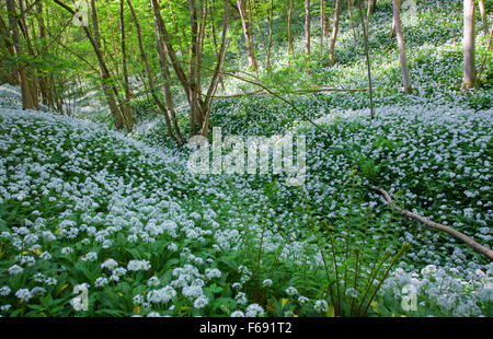 Wild Garlic in Robin Hood's Howl North York Moors, near Kirkybymoorside North Yorkshire England UK Stock Photo