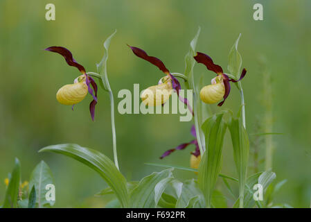 Europaeischer Frauenschuh, Cypripedium calceolus, Lady's Slipper Orchid Stock Photo