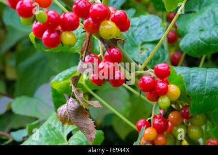 Black bryony - Tamus communis, ripe berries in Autumn hedgerow. Stock Photo