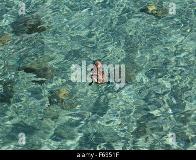 A preening female mallard (Anas platyrhynchos) creates circular ripples in the turquoise waters of Lake Tahoe. Stock Photo