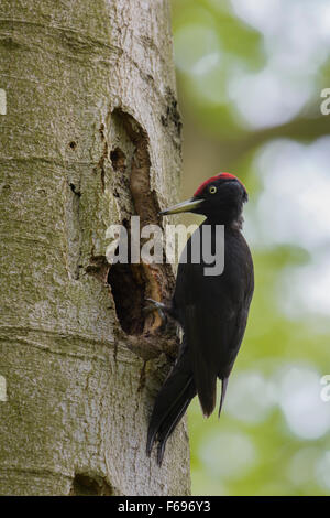Schwarzspecht, Dryocopus martius, Black Woodpecker Stock Photo