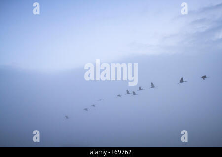 Flock of Common crane (Grus grus) in flight. Agamon Hula. Hula Valley. Israel. Stock Photo