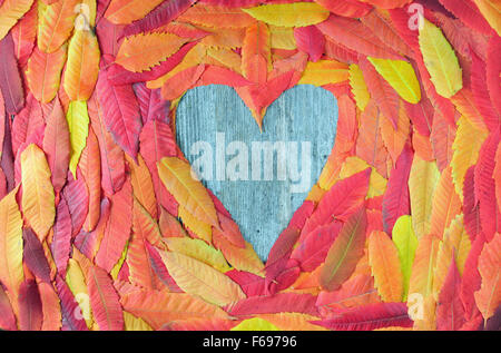 Photo of colorful autumn leaves in a heart shape Stock Photo