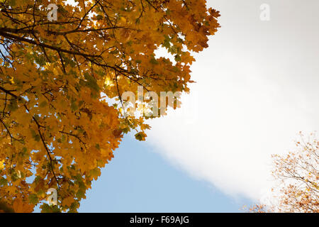 View looking up at a beautiful old sugar maple tree in autumn in New England. Stock Photo