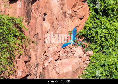 Cliffs of Buraco das Araras with Red and green macaws flying in synchrony, Mato Grosso, Brazil Stock Photo