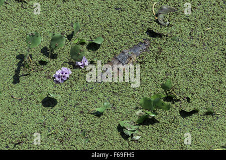 Caiman, water hyacinths and salvinia, Transpantaneira Hwy, Pantanal, Brazil Stock Photo