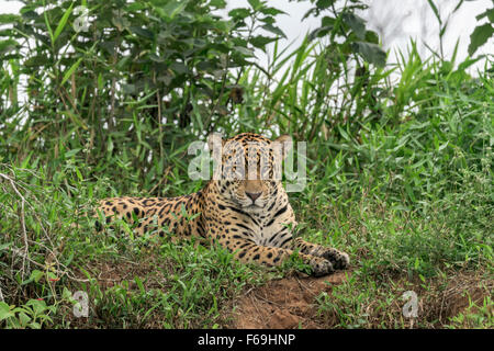 Large male jaguar on the river bank, Rio Cuiaba, Pantanal, Brazil Stock Photo