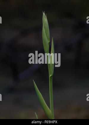 Unripe Flower Stalk,  Phormium colensoi (syn. Phormium cookianum) mountain flax, lesser New Zealand flax, or wharariki in Māori Stock Photo