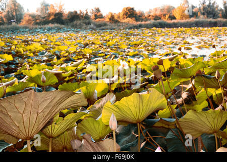 The natural reserve 'Parco del loto' Lotus green area in Italy: a wide pond in which lotus flowers (nelumbo nucifera) and water-lilies grow freely creating a beautiful natural environment. Stock Photo