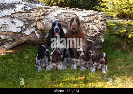 portrait of champions of English Cocker Spaniel family outdoor Stock Photo