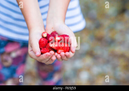 Fresh strawberries in the hands Stock Photo