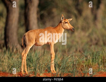 Young calf of a rare tsessebe antelope (Damaliscus lunatus) in natural habitat, South Africa Stock Photo