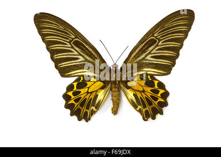 Butterfly Collection, Butterfly specimens in the laboratory Stock Photo