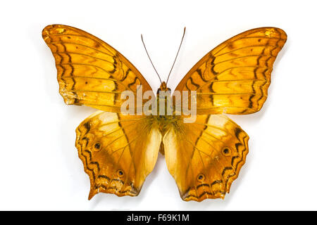 Butterfly Collection, Butterfly specimens in the laboratory Stock Photo