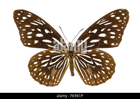 Butterfly Collection, Butterfly specimens in the laboratory Stock Photo