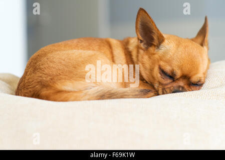 Sleeping red chihuahua dog on beige background. Closeup. Stock Photo