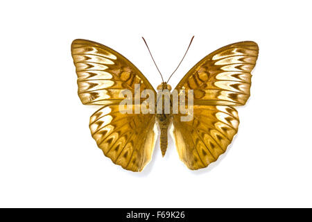 Butterfly Collection, Butterfly specimens in the laboratory Stock Photo