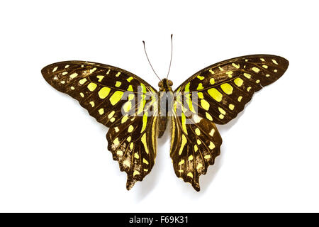 Butterfly Collection, Butterfly specimens in the laboratory Stock Photo