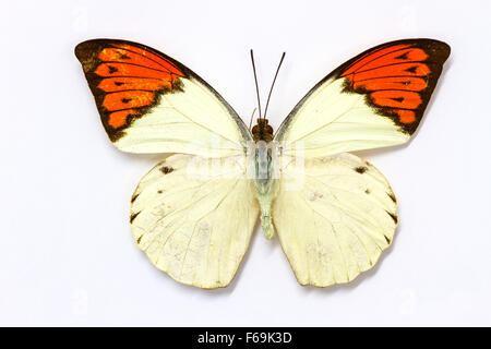 Butterfly Collection, Butterfly specimens in the laboratory Stock Photo