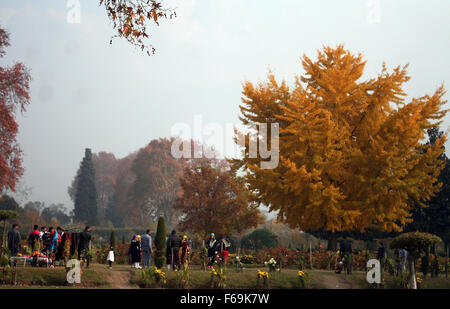 Srinagar, Indian Administered Kashmir:15 November . Kashmiri photographer takes pictures of  Indian tourists at mughal garden shalimar out skirts of srinagar alongside maple trees  known as chinar trees during autumn. Trees are changing colours while the days become shorter as winter approaches in the Kashmiri summer capital of Srinagar. Credit: Sofi Suhail/Alamy Live News Stock Photo