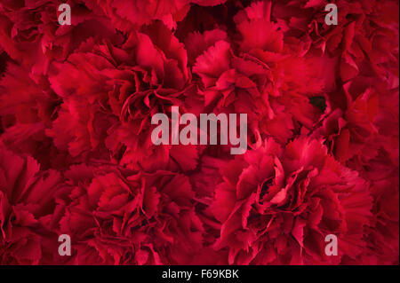 Bouquet of red flowers carnation for use as nature background. Soft focus. Stock Photo