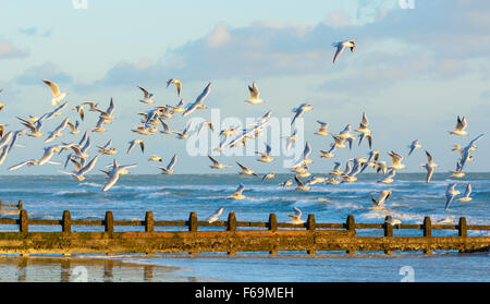 Flock of Black Headed Gulls flying over the sea at a beach in West Sussex, England, UK. Birds in flight, BIF Stock Photo